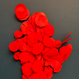 Eucalipto preservado rojo 