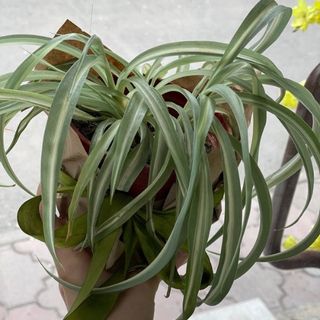 Ледяной Поцелуй