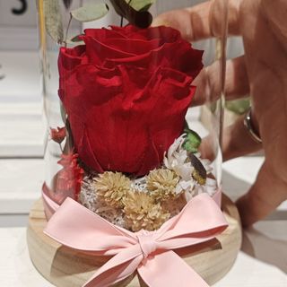 Cúpula rosa preservada "roja"