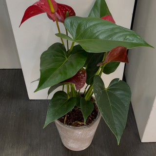 Anthurium rouge