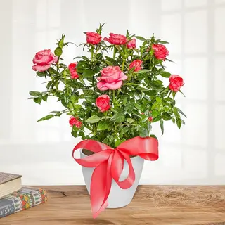 Piante di Rosà 
