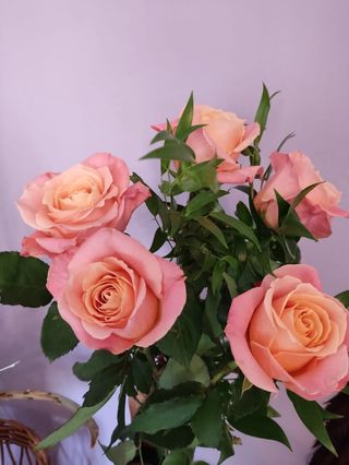 Róża Różowa 7szt.