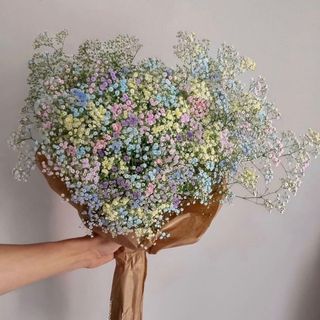 ფერადი გიფსოფილა 