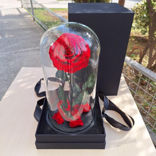 Vječita ruža, veća