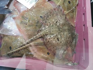 Raža 1 - Raja clavata RJC