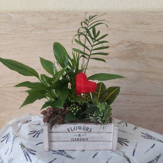 Centro De Plantas En Caja De Madera, modelos variados