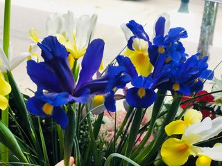 ზამბახის თაიგული