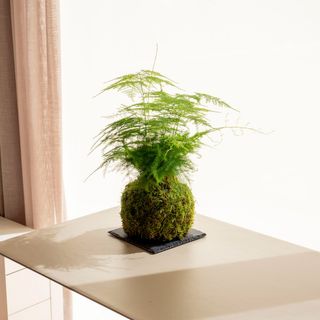 Aspa Kokedama