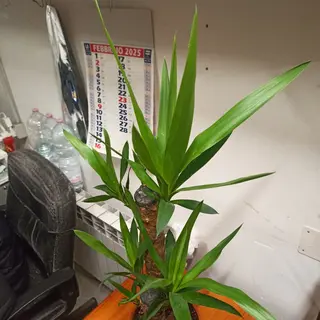 Spineless yucca