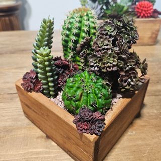 Caja de madera con cactus HiperREALISTAS