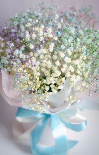 გიფსოფილა