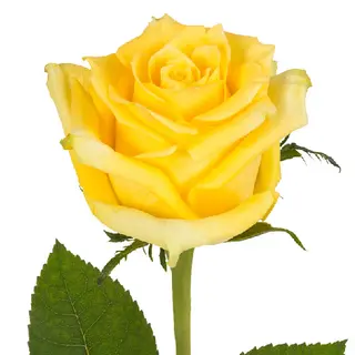 Rosa Amarilla (1 Ud.)