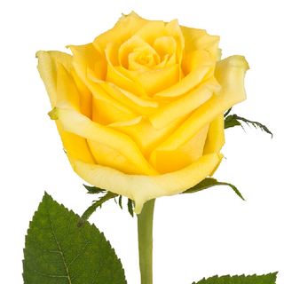 Rosa Amarilla (1 Ud.)