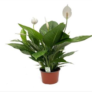 Spathiphyllum
