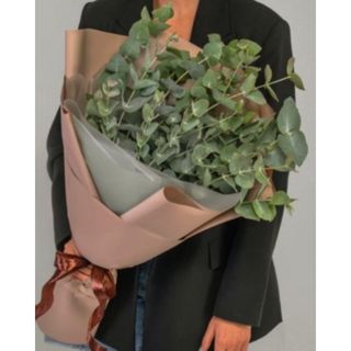 ევკალიპტი