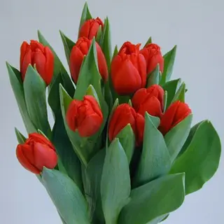 Paquete de tulipanes
