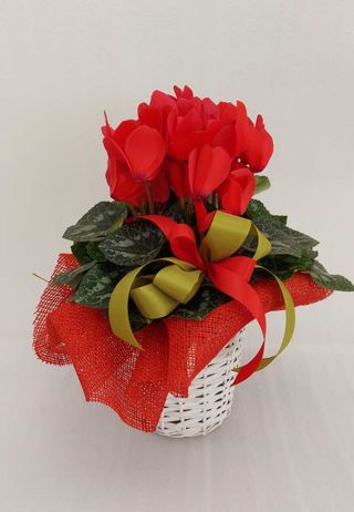 Ciclamino rosso con cesto