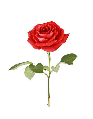 Rosa rossa singola
