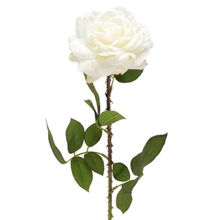 Rosa bianca singola