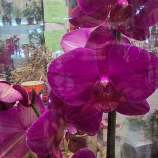 Орхидея Фалеанопсис 3