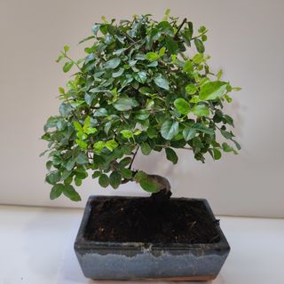 Bonsai Sageretia (Ciruelo Chino) 8 años.