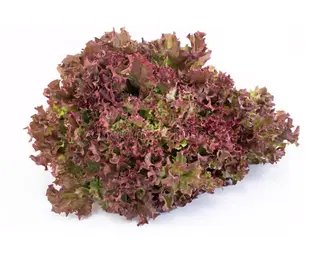 Salade Rosa Rouge - Unité 