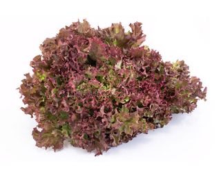 Salade Rosa Rouge - Unité 