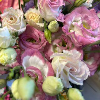 Еустома розово-бяла (1бр)