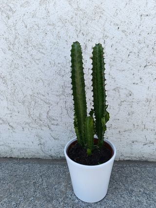 Cactus in ghiveci
