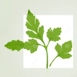 Зелень петрушка