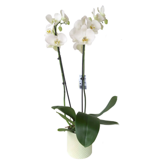 pianta di orchidee a 3 rami