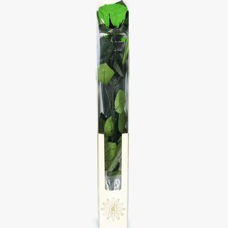 Rosa Verde Preservada