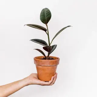 Ficus elástica