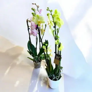 Moth orchid - Phalaenopsis