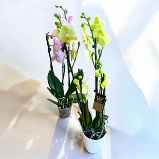 Moth orchid - Phalaenopsis