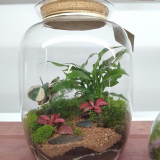 Jardín eterno grande 