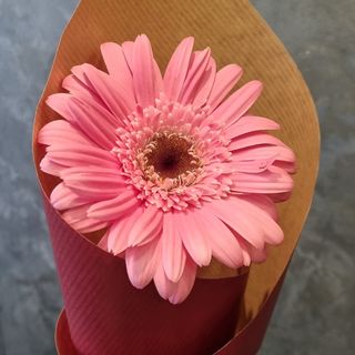 Gerbera rose 1 tige 