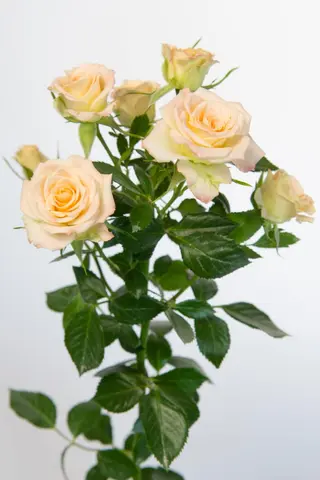 Spray roses