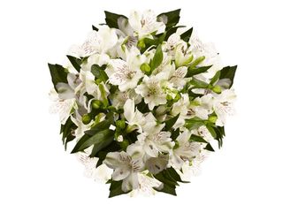 7 Алстромерии, Бели