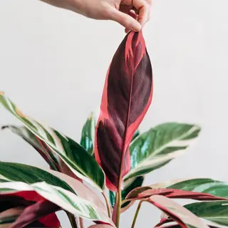 Maranta triostar en planta
