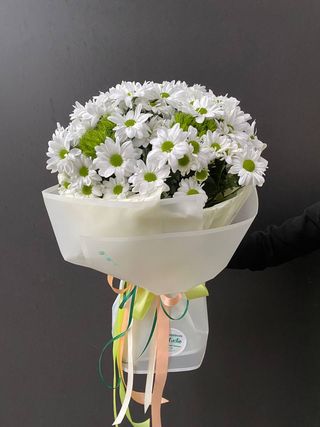  Chryzantemy rumiankowe