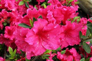 Azalea fucsia grande