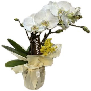 Orchidea bambuso bianca con mimosa 