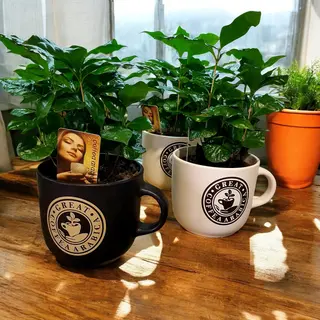 Pianta caffè arabica