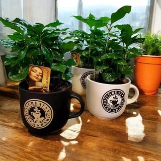 Pianta caffè arabica