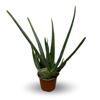 Aloes