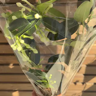 Iasomie de Madagascar