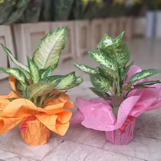 Dieffenbachia piccola 
