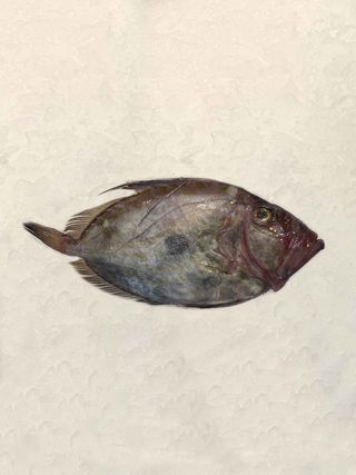 Gallo De San Pedro (700 Gr.)