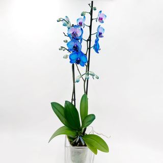 Orquídea azul con macetero de cristal 